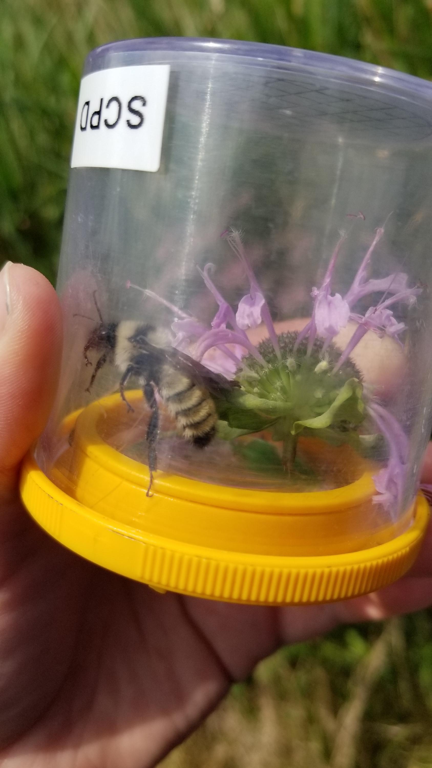 Bombus fervidus_aka_golden northern bumble bee_vulnerable species_FFP